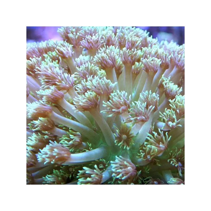 Goniopora sp. Bestellen Sie Green Australia T-Size (frag) ? l Coralandfishstore.nl