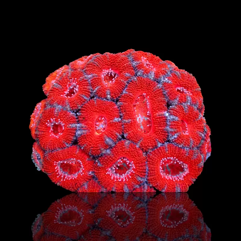 Acanthastrea  Ultra Australie bestellen ? l Coralandfishstore.nl