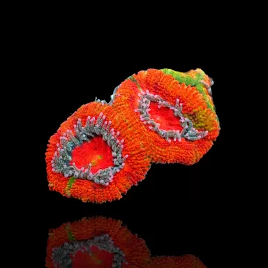 Möchten Sie Acanthastrea Ultra Australien bestellen? l Coralandfishstore.nl