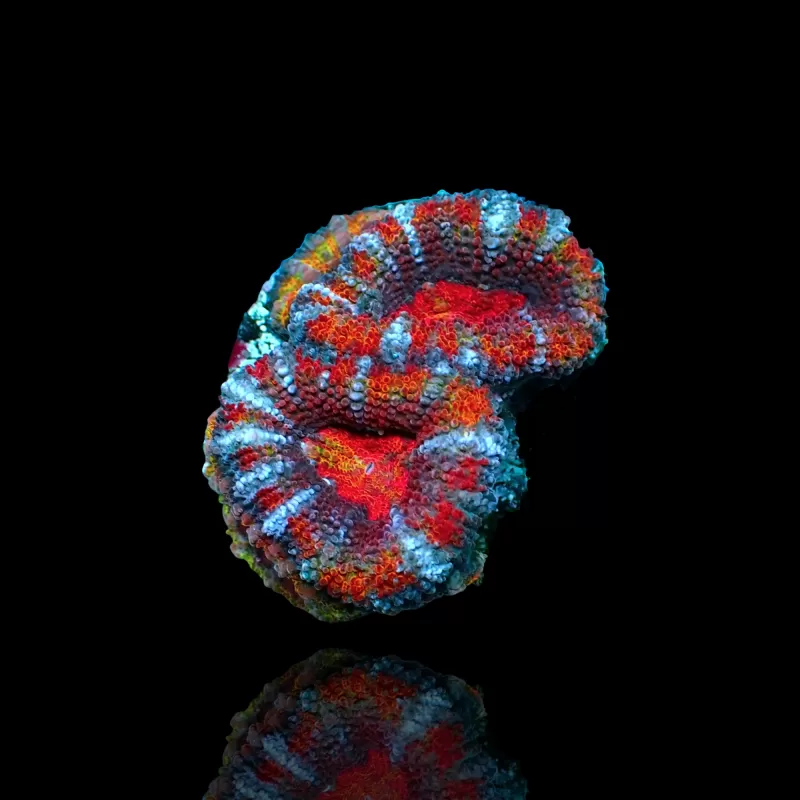 Acanthastrea  Ultra Australie bestellen ? l Coralandfishstore.nl