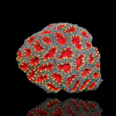 Acanthastrea  Ultra Australie bestellen ? l Coralandfishstore.nl