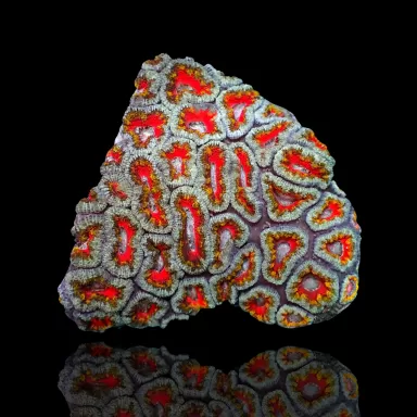 Acanthastrea  Ultra Australie bestellen ? l Coralandfishstore.nl