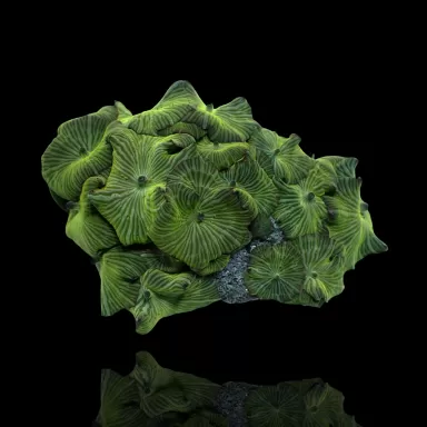 Discosoma sp. sortiert auf Felsen| Coralandfishstore.nl