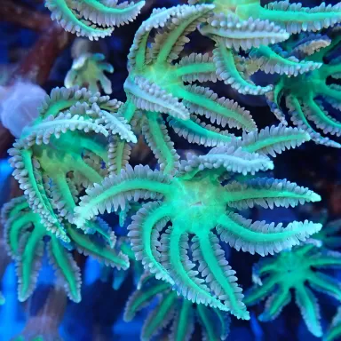 Clavularia sp.Winziger Fragment| Coralandfishstore.nl