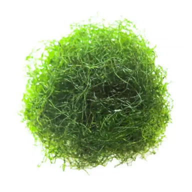 Kaufen Sie Chaetomorpha-Algen K-chaeto | Coralandfishstore.nl