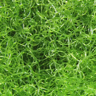 Chaetomorpha Algae K-chaeto kopen | Coralandfishstore.nl