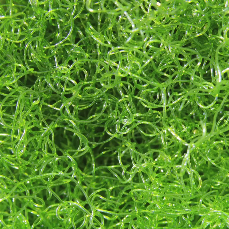 Chaetomorpha Algae K-chaeto kopen | Coralandfishstore.nl