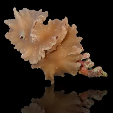 Sinularia Brassica | Coralandfishstore.nl