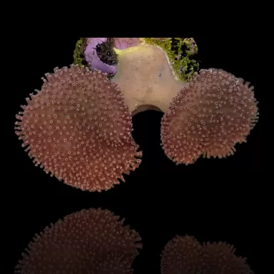 Kaufen Sie Sarcophyton sp - Double - Cup Shape | Coralandfishstore.nl