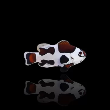 Amphiprion Occelaris | Coralandfishstore.nl