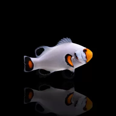 Amphiprion Platinum