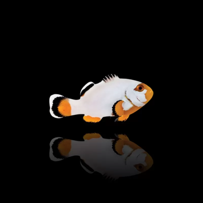 Amphiprion Platin| Coralandfishstore.nl