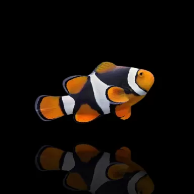 Amphiprion Percula Onyx