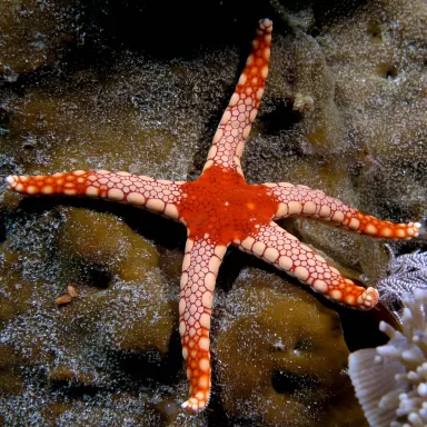 Fromia Monilis gekend als de parelzeester