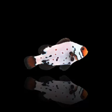 Amphiprion Ocellaris Frostbite|  Coralandfishstore.nl