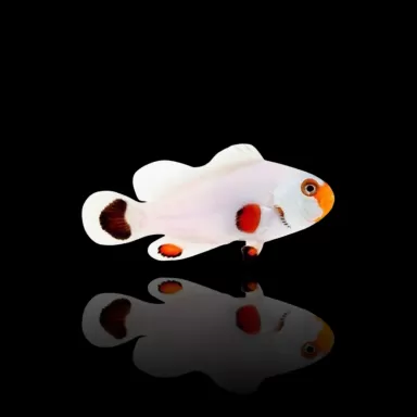 Amphiprion Ocellaris Wyoming White| Coralandfishstore.nl
