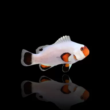 Amphiprion Ocellaris Wyoming White