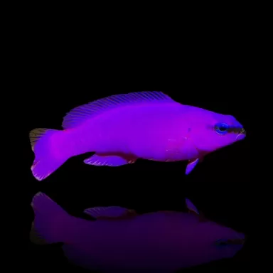 Pseudochromis Fridmani kopen ?| Coralandfishstore.nl