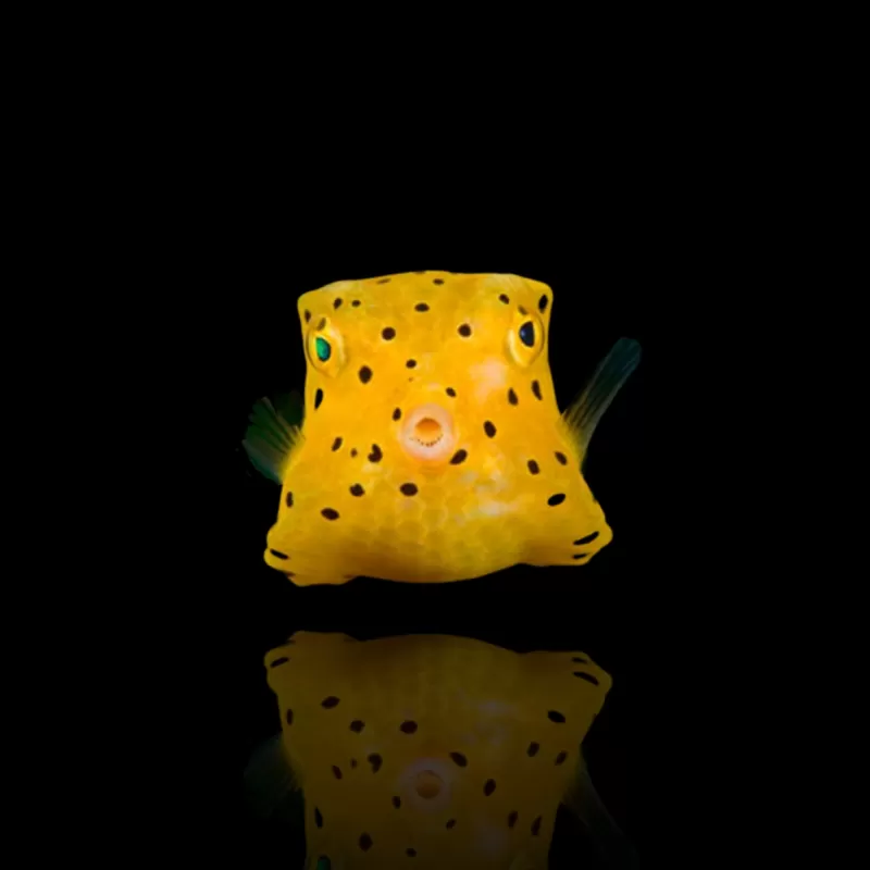 Ostracion Cubicus | Coralandfishstore.nl