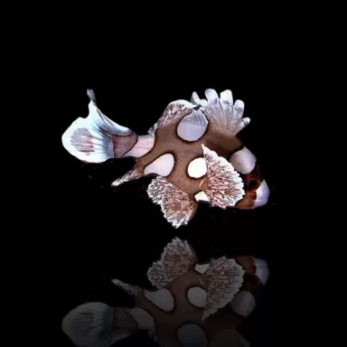 Plectorhinchus Chaetodonoides | Coralandfishstore.nl