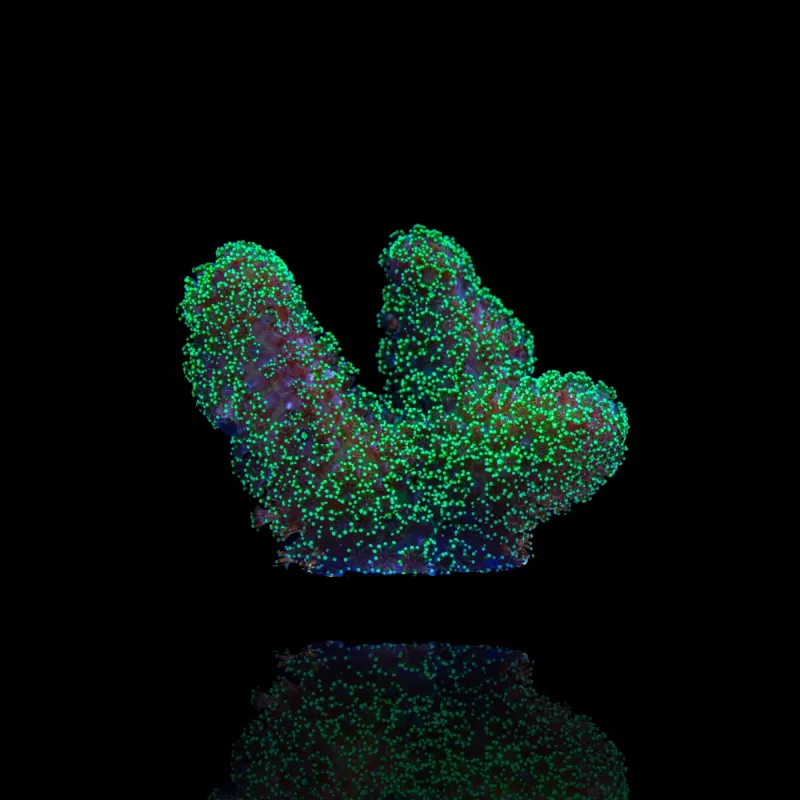 Kaufen Sie Stylophora Pistillata Grün / Gelb | Corallandfishstore