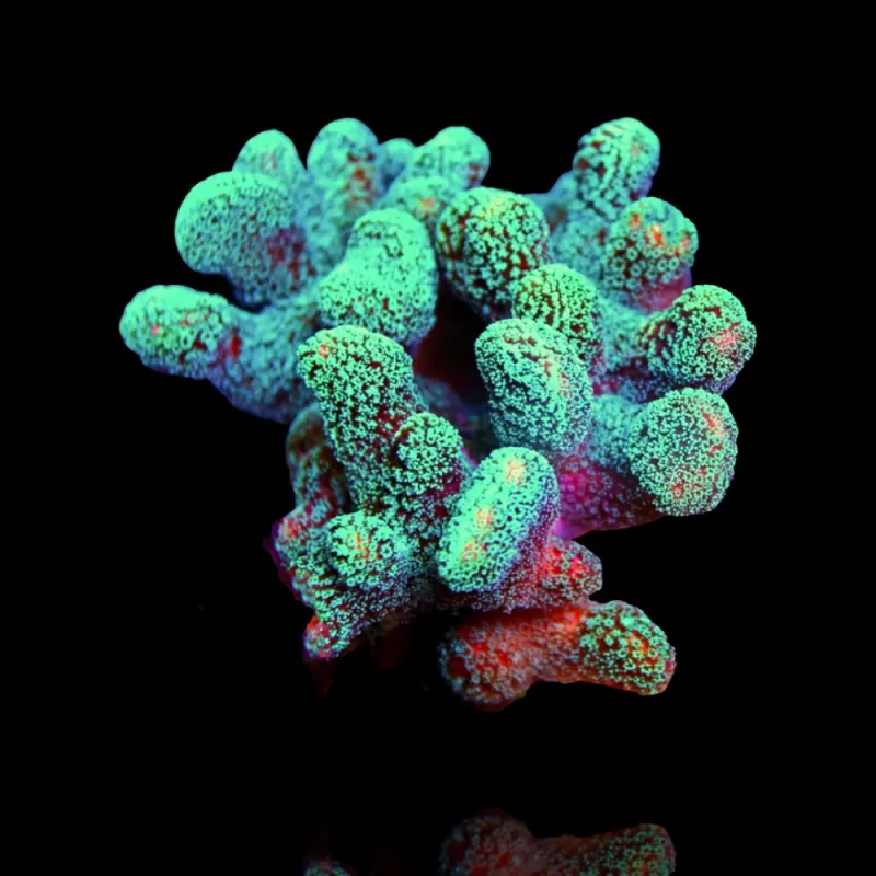 Kaufen Sie Stylophora Pistillata Grün / Gelb | Corallandfishstore