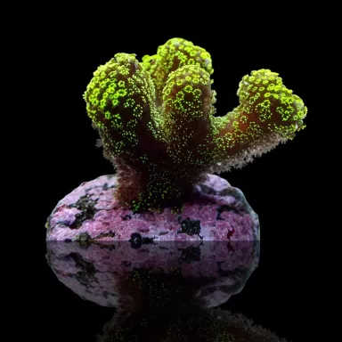 Kaufen Sie Stylophora Pistillata Grün / Gelb | Corallandfishstore