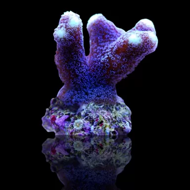 Stylophora Pistillata Purple Polyp kopen? | Coralandfishstore