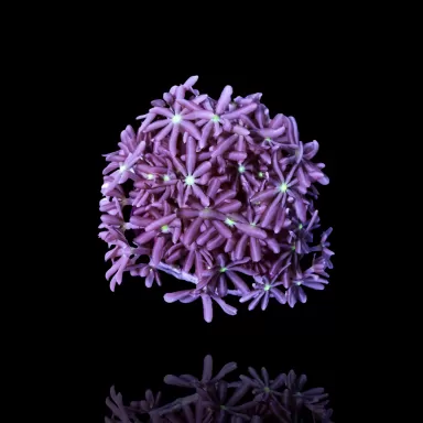 Knopia Octocontacanalis - Jasmine Polyps