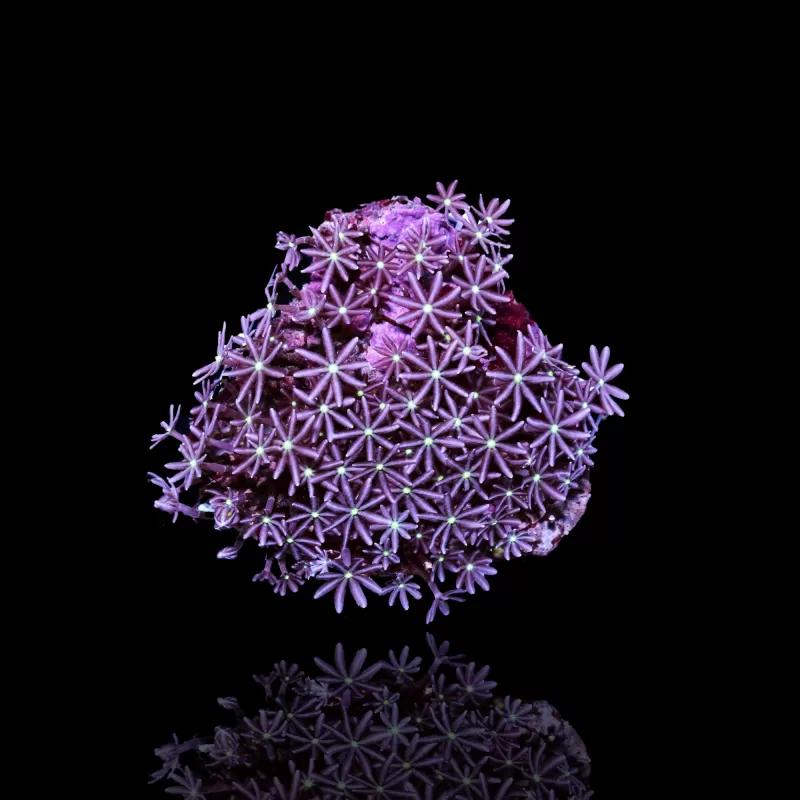 Knopia Octocontacanalis - Jasmine Polyps