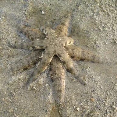 Coral and Fishstore - Archaster Typicus of de zandzevende zeester