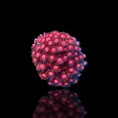 Bestellen Sie Goniopora sp Pink/Rot? l Coralandfishstore.nl
