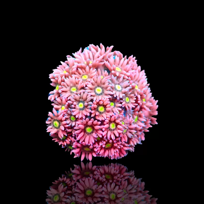 Goniopora sp  Pink / Red bestellen ? l Coralandfishstore.nl