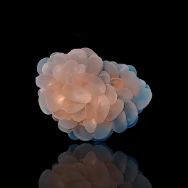 Plerogyra Sinuosa | Coralandfishstore.nl