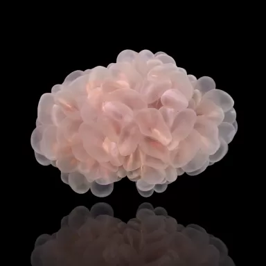 Plerogyra Sinuosa | Coralandfishstore.nl