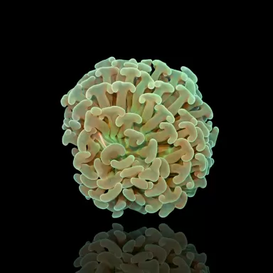Euphyllia Ancora sp. Größe S/M| Coralandfishstore.nl