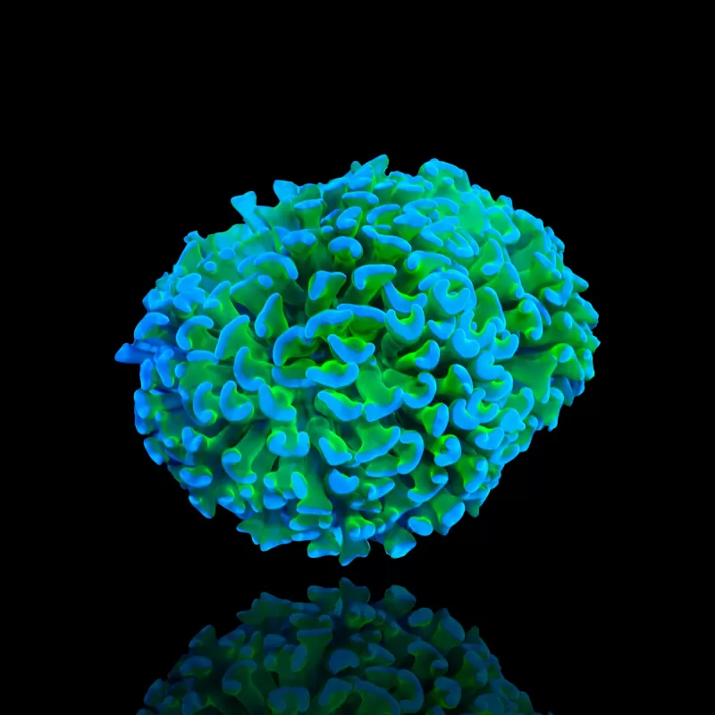 Euphyllia Ancora Two Tone Green/Blue Tips ? |  Coralandfishstore.nl