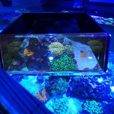 Flipper Top Down Viewer | Coralandfishstore