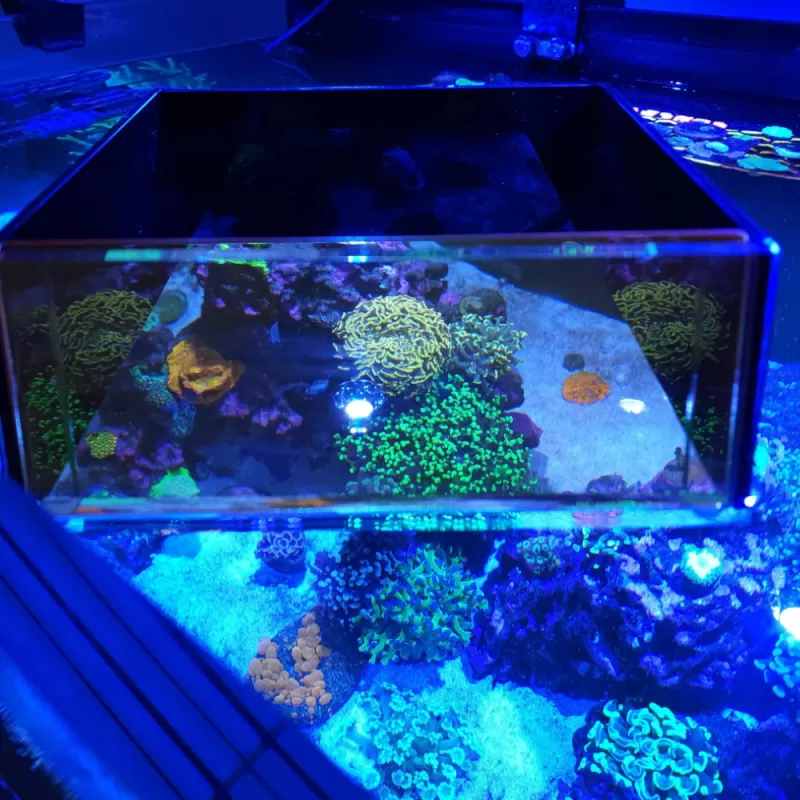 Flipper Top Down Viewer | Coralandfishstore