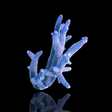 Kaufen Sie Acropora Blue | Coralandfishstore.nl