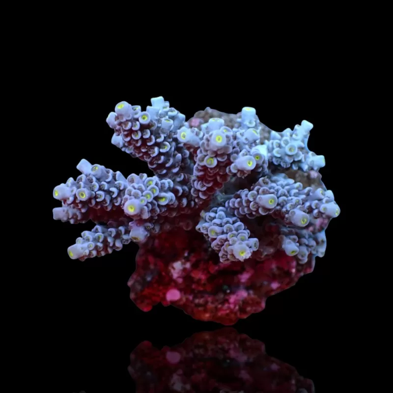 Kaufen Sie Acropora Blue | Coralandfishstore.nl