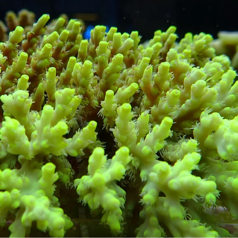 Acropora Pack (3 verschiedene Farben / große Stücke) | Corallandfishstore
