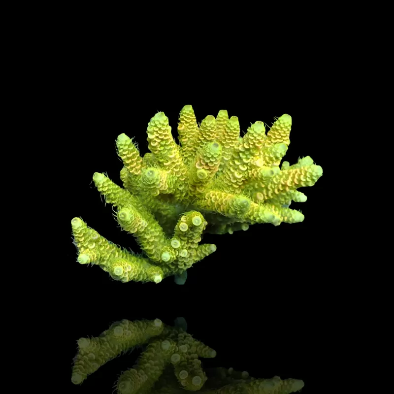 Acropora Pack (3 verschiedene Farben / große Stücke) | Corallandfishstore