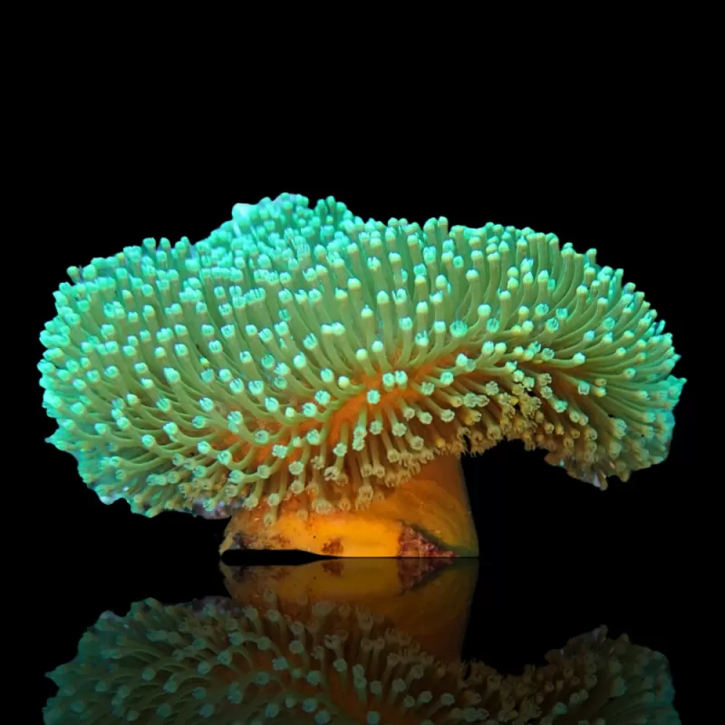 Sarcophyton Ehrenbergi Braun / Grün | Corallandfishstore