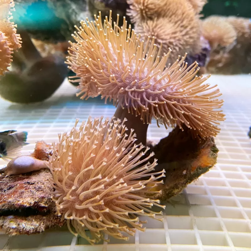 Sarcophyton Ehrenbergi Bruin / Groen | Coralandfishstore