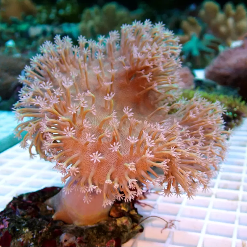 Sarcophyton Ehrenbergi Braun / Grün | Corallandfishstore