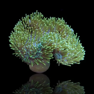 Sarcophyton Ehrenbergi Braun / Grün | Corallandfishstore