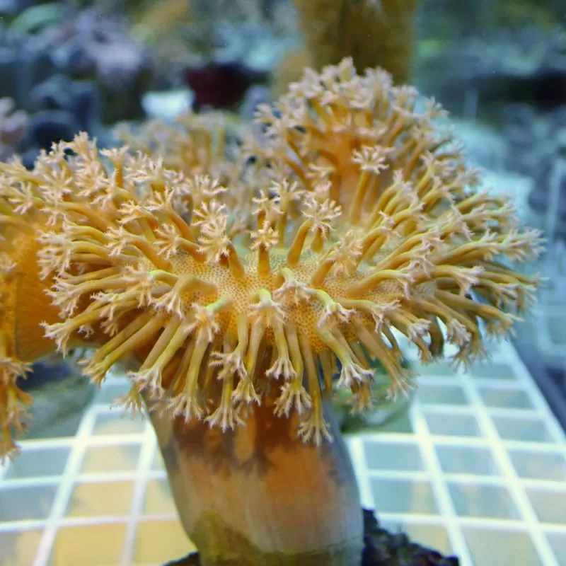 Sarcophyton Ehrenbergi Bruin / Groen | Coralandfishstore