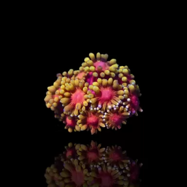 Goniopora sp  Pink / Red bestellen ? l Coralandfishstore.nl