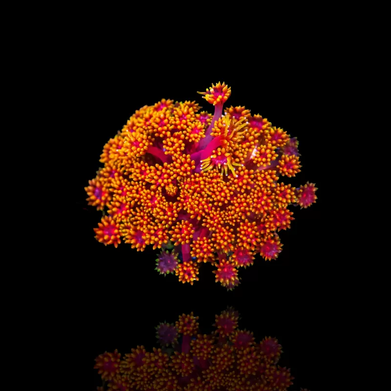 Goniopora sp  Pink / Red bestellen ? l Coralandfishstore.nl